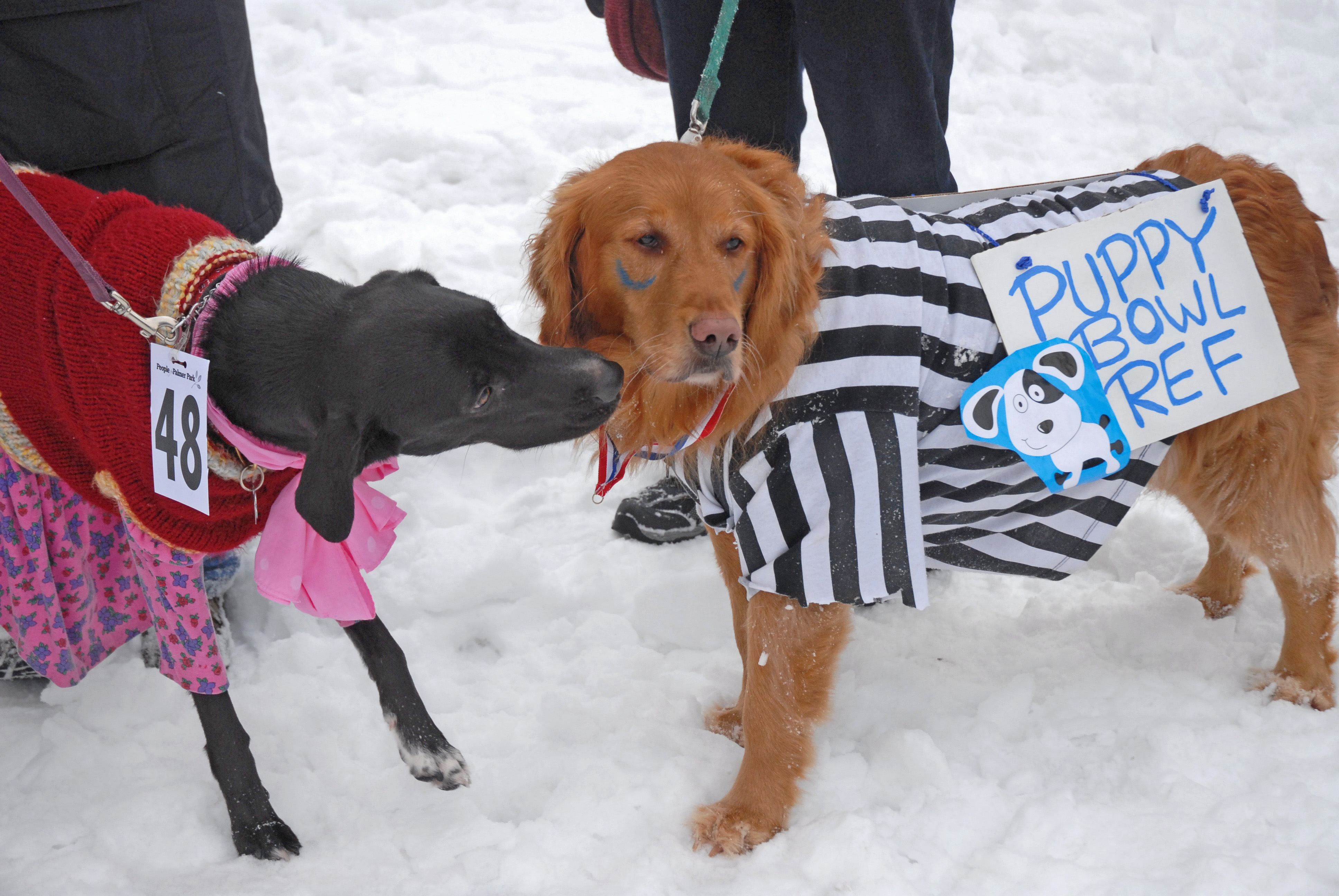 Dog_PPWinterFest_0302