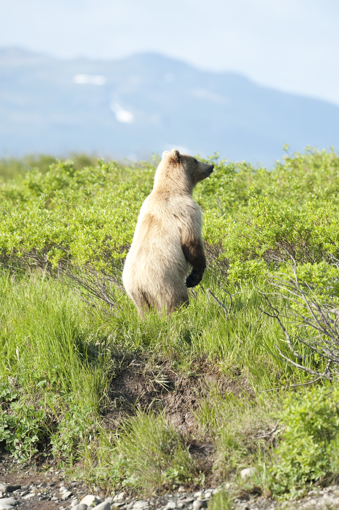 Alaska_50171728
