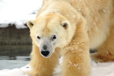 images_barle-by-betsie-meister-detroit-zoological-society