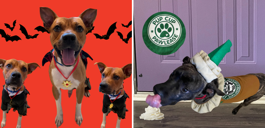 Bar Dog Wine's HOWL-oween dog costume contest features adoptable pups