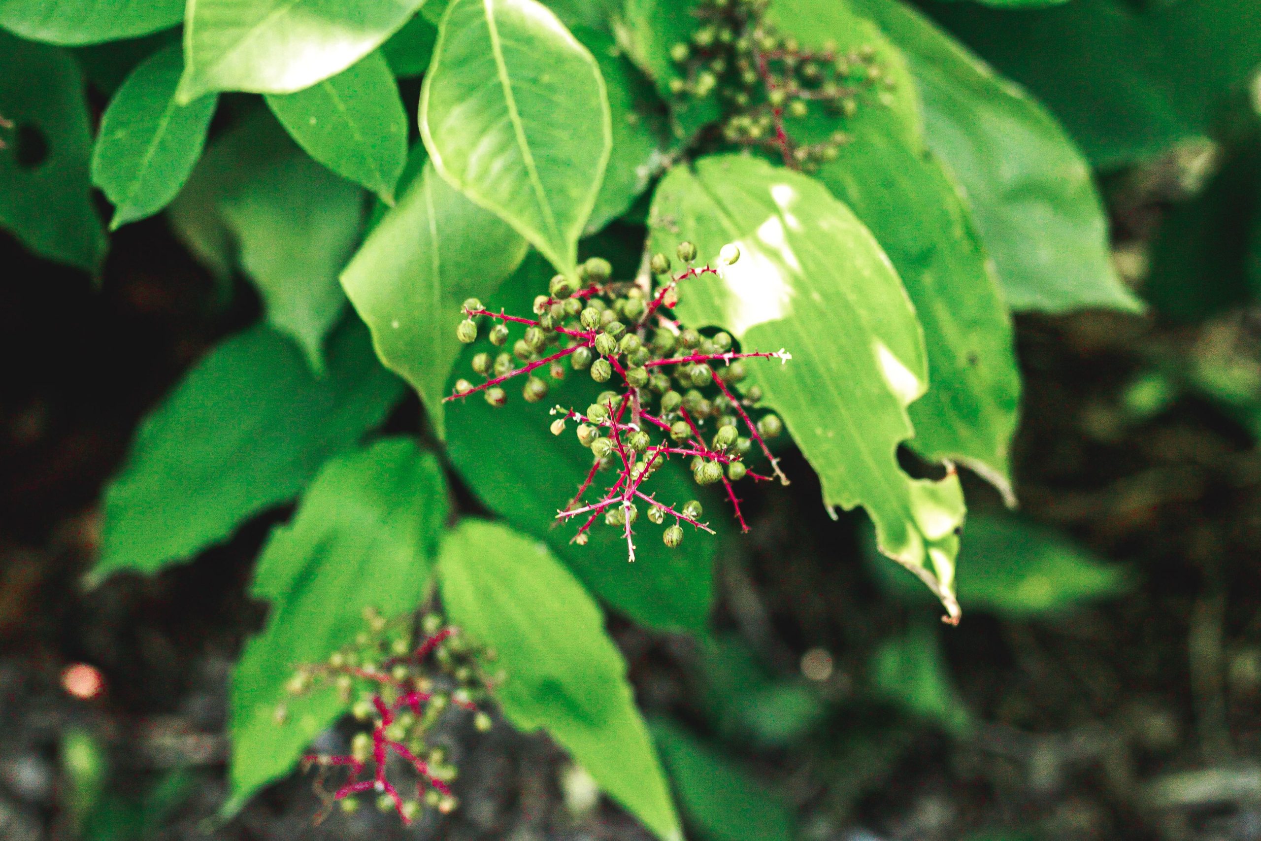 Michigan’s 5 Most Common Poisonous Plants to Avoid
